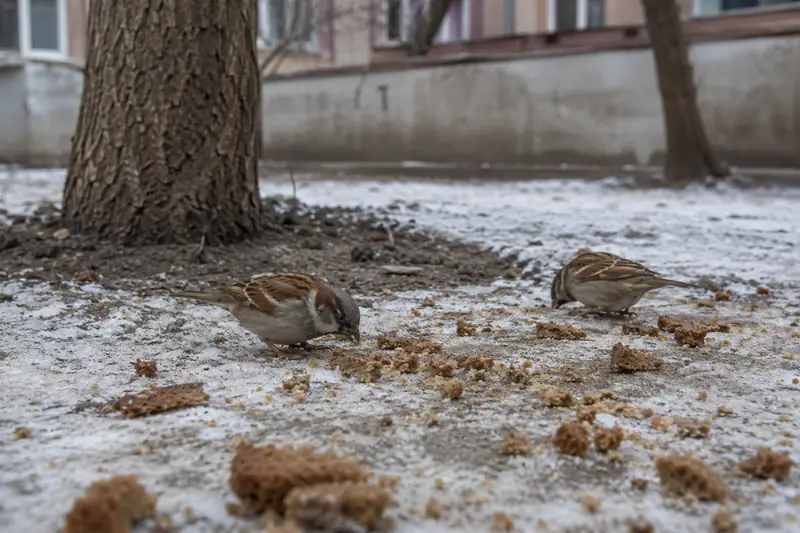 Накрошенные кусочки размокшего ржаного хлеба на снегу или земле во дворе под голым деревом в спокойном утреннем свете, рядом сидят два воробья — что делать с хлебом после обряда снятия порчи