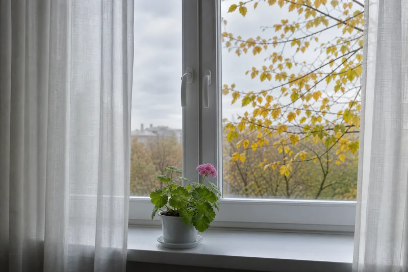 Окно с тюлевой занавеской, за стеклом пасмурное осеннее небо и пожелтевшие листья на ветке — погодные приметы Рождества Богородицы