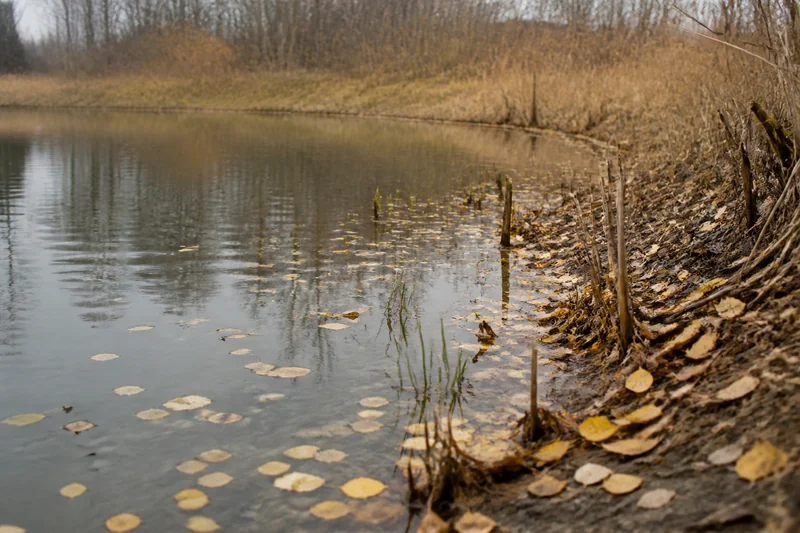 Осенний берег пруда с жёлтой листвой на воде — Осенины в разных областях